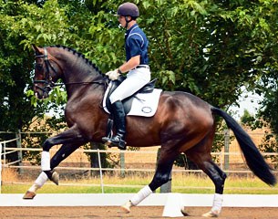 Desario, gorgeous 3-year old Oldenburg gelding by  De Champ x Rosario x Royal Dance, for sale at the 2014 Pacific Sporthorse Selection Auction