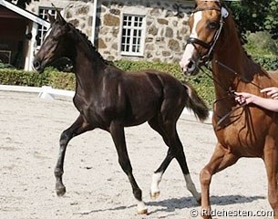 Donna Antique at the 2013 Swedish Warmblood Elite Foal Auction :: Photo © Ridehesten.com