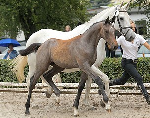 Estalla, top seller at the 2014 Trakehner Foal Auction