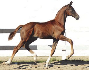 Fabulous M (by Johnson x Florencio) is included in the 2016 Swedish Warmblood Elite Foal Auction