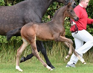 Stenagers Faramir (by Franziskus x Wilkens x Sandto Hit) is part of the sensational collection of foals to be auctioned at the 2015 Danish Warmblood Elite Foal Auction