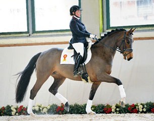 Festina at the 2016 South German Sport Horse Auction in Munich