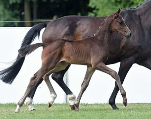 Finest x Laurentio, top seller at the 2017 Bavarian Elite Foal Auction :: Photo courtesy Bavarian Breed Society