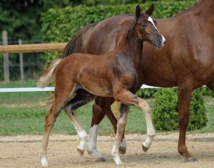 For Romance x Don Diamond filly that became the price highlight at the 2015 Bavarian Elite Foal auction