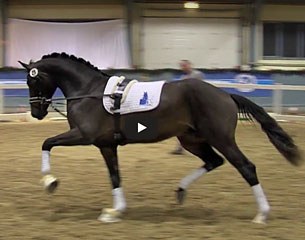 The Franklin x Scandic x Jazz that became top seller at the 2017 Young Stallions Auction