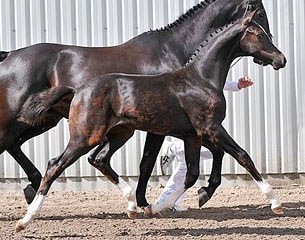 Goldberg (by Amazing Star x San Remo x Jazz)