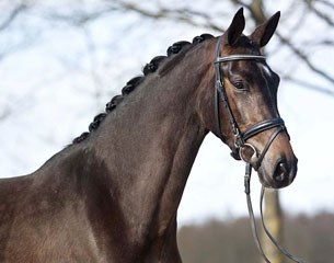 Grace (by Charmeur x Partout) up for auction at www.bidonhorses.com