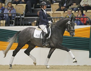 Hopkins, top seller at the 2014 Trakehner Riding Horse Auction :: Photo © Stefan Lafrentz