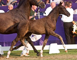 I'm Special (by Charmeur x Negro), price highlight of the 2013 Borculo Elite Foal Auction