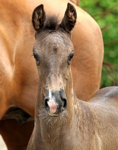 Ivette (by Negro x Jazz) for sale at the 2013 Borculo Elite Foal Auction