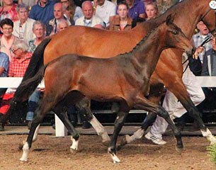 Jefferson at the 2014 SELL Foal Auction