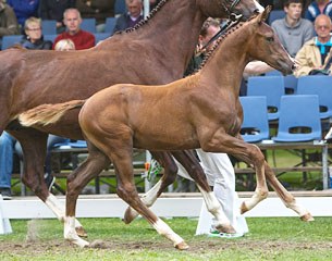 Joolz (by Florencio x Jazz x Contango), price highlight at the 2014 Borculo Foal Auction :: Phooto © Sjoert Pegge