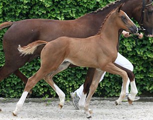 Karamels Toto Texel (by Toto Jr x Charmeur)