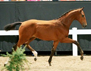 Lafeniz Texel at the 2016 SELL KWPN Foal Auction :: Photo © Wendy Scholten