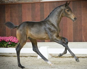 Prince Fursten VD (by Furstenball x Fidertanz) is one of the stars in the 2015 HOPE Elite Dressage Foal Online Auction