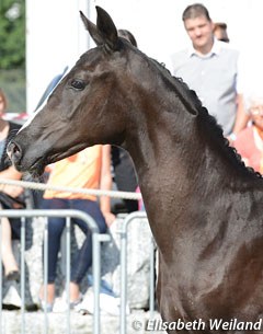 Shaneia de Luxe at the 2014 Swiss Elite Foal Auction :: Photo © Elisabeth Weiland