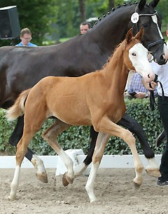 Travertin, price highlight of the 2015 Trakehner Foal Auction :: Photo © Stefan Lafrentz