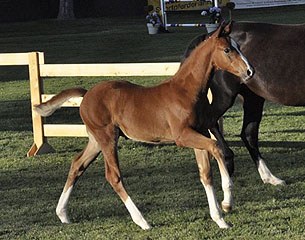 The top selling dressage colt at the 2015 Bavarian Elite Foal Auction: Van Vivaldi x Abanos