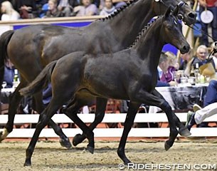 Vianna at the 2017 Danish Warmblood Elite Foal Auction :: Photo © Ridehesten