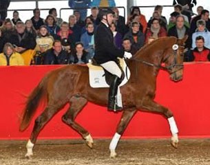 Vitruv, top seller of the 2016 Gestut Marbach state stud auction :: Photo © Max Schreiner