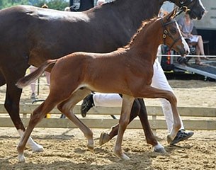 Cat. No. 436 Søgårds Vivaldi (by Blue Hors Veneziano / Blue Hors Don Romantic) is a chic colt that moves like a rubberball. He has superior gaits out of the ordinary.