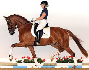 Gravgaards Zabba, 3-year old gelding by Blue Hors Zack x Blue Hors Hotline x Blue Hors Don Schufro