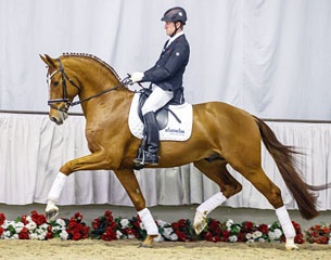 Bonamour (by Bonifatius x Rousseau), licensed and performance tested stallion, is up for auction