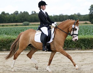 The State Premium Mare Daylight (by Don't Worry x Durello) is a top placer in the 2013 and 2014 Bundeschampionate Finals