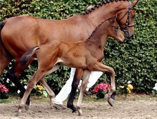 First Class, Price Highlight at the 2009 Westfalian Elite Foal Auction