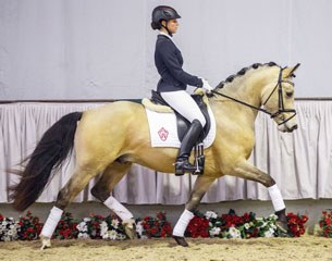 Sport pony Hesselteichs Domino (by Donnerwetter x Lucky Lao I) is up for auction