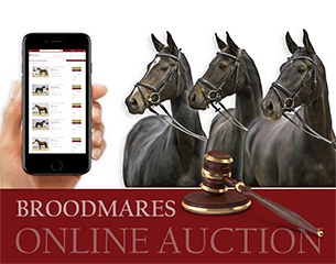 The first Westphalian Online Broodmare Auction begins 17 November 2017