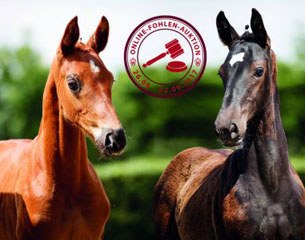 First Westphalian Online Foal Auction