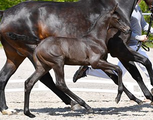 2017 Nordic International Sales auction foal: colt by Franklin x Romanov