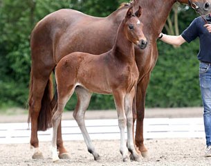 For Diamond (by For Romance II x Rohdiamant x Donnerhall) :: Photo © Kiki Beelitz