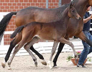 Tango (by Top Gear x Furst Romancier x Lauries Crusador xx) :: Photo © Kiki Beelitz