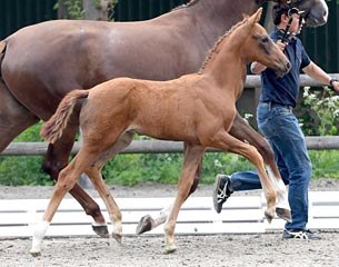 Vaniro (by Vitalis x Bretton Woods x De Niro) :: Photo © Kiki Beelitz