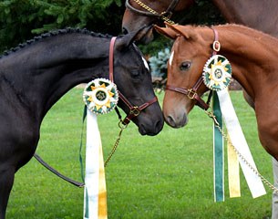 Lot #12 Endless Possilities (Eclipsed by Color x Mattgold) and Lot #13 Envy (Eclipsed by Color x Quintender) are part of the 2015 RPSI Online Select Foal Auction