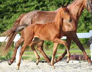 Magnificent Boy AVO (by Expression x Ronaldo)