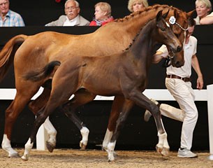 Montecarlo Texel sold for 27,000 to American Robert Lindholm as future horse for Laura Graves