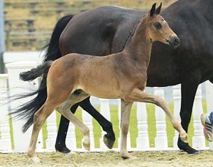 Dechamps, top seller at the 2014 Vechta Elite Foal Auction 