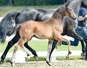 Deodoro  (by Danone I x Fürst Romancier x Florencio I) :: Photo © Kiki Beelitz