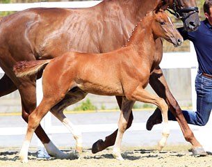 Dialetto (by Dimaggio x Rubin Royal x Prince Thatch xx)