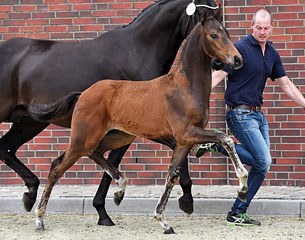 Double Hit (by Diamond Hit x Sandro Hit) became the top selling foal at the 2015 Oldenburg Elite Foal Auction :: Photo © Tanja Becker