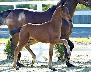 Faszinato (by Feinrich x Don Primero) up for auction in the 2017 Summer Mixed Sales in Vechta