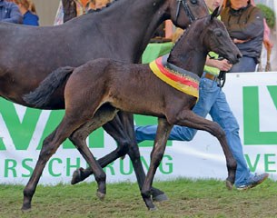 Flor Dressage, winner of the 2015 German Foal Championship, is up for auction at the 2015 Oldenburg Autumn Elite Auction in Vechta