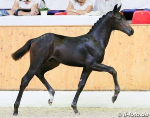 Florenziko, price highlight at the 2017 Oldenburg Elite Foal Auction :: Photo © LL-foto