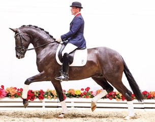 Furtwängler (by Fürst Wilhelm x Dornenkönig) is part of the sensational collection of dressage horses at the 2015 Oldenburg Autumn Elite Auction :: Photo © Tammo Ernst