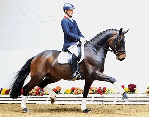 Quasi Royale (by Quaterback x Royal Diamond) :: Photo © Tammo Ernst