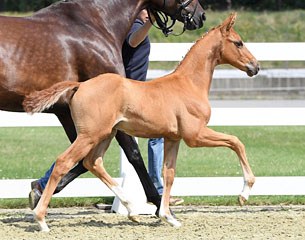 Vitus Weltino (by Vitalis x Welt Hit II x Noble Roi xx) :: Photo © Kiki Beelitz