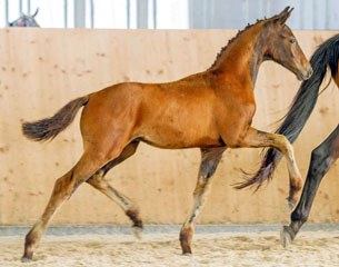 Viva Vivaldi (by Vitalis x Sir Donnerhall x Filigran) :: Photo © Selmke